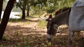 Excursion with donkeys in Villagrande - STS Ogliastra - Info & Tours 